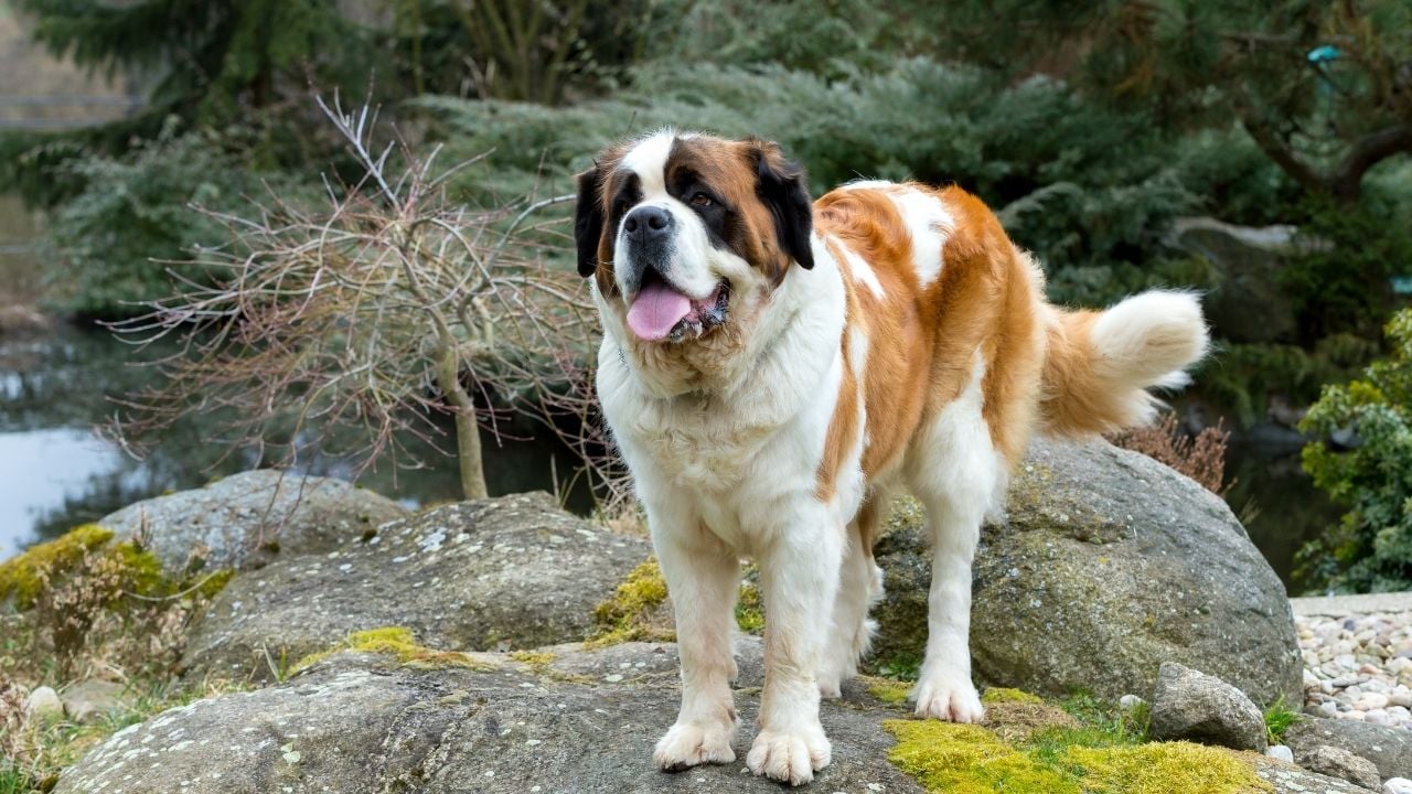 Saint Bernard