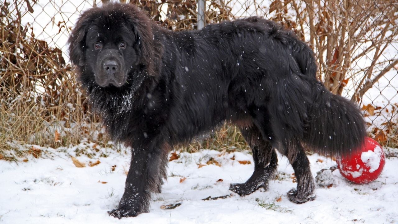 Newfoundland