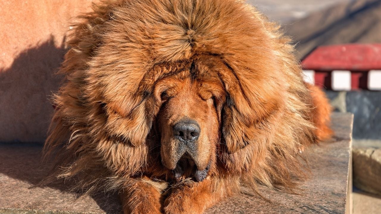 Tibet Mastifi