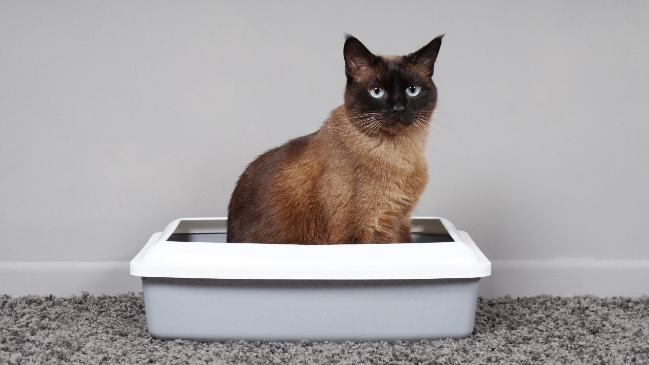 kedi kumunda oturan bir kedi