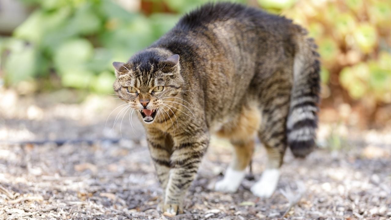 öfkeli bir kedi