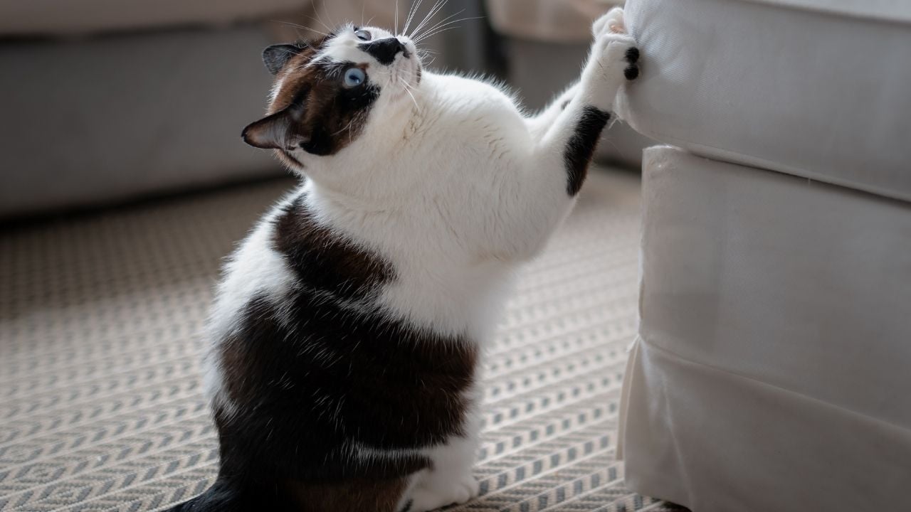 eşya tırmalayan bir kedi