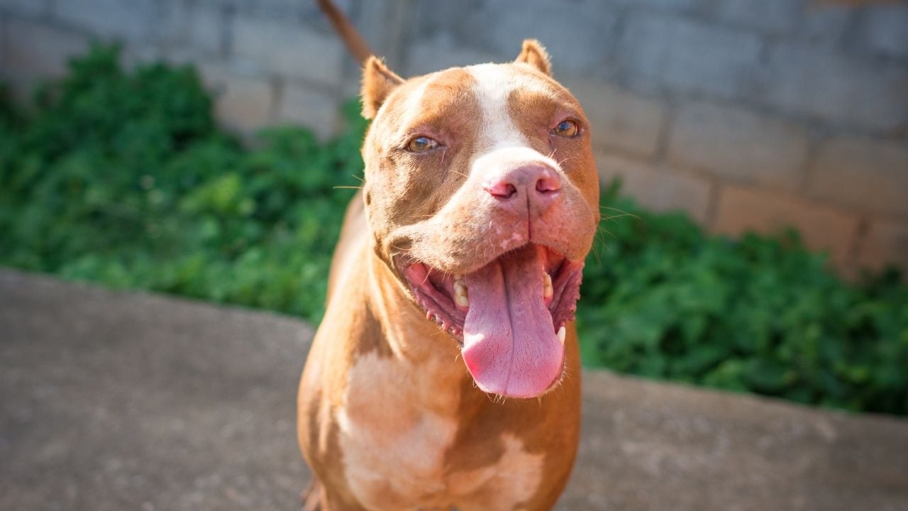 kulakları kesilmiş bir pitbull