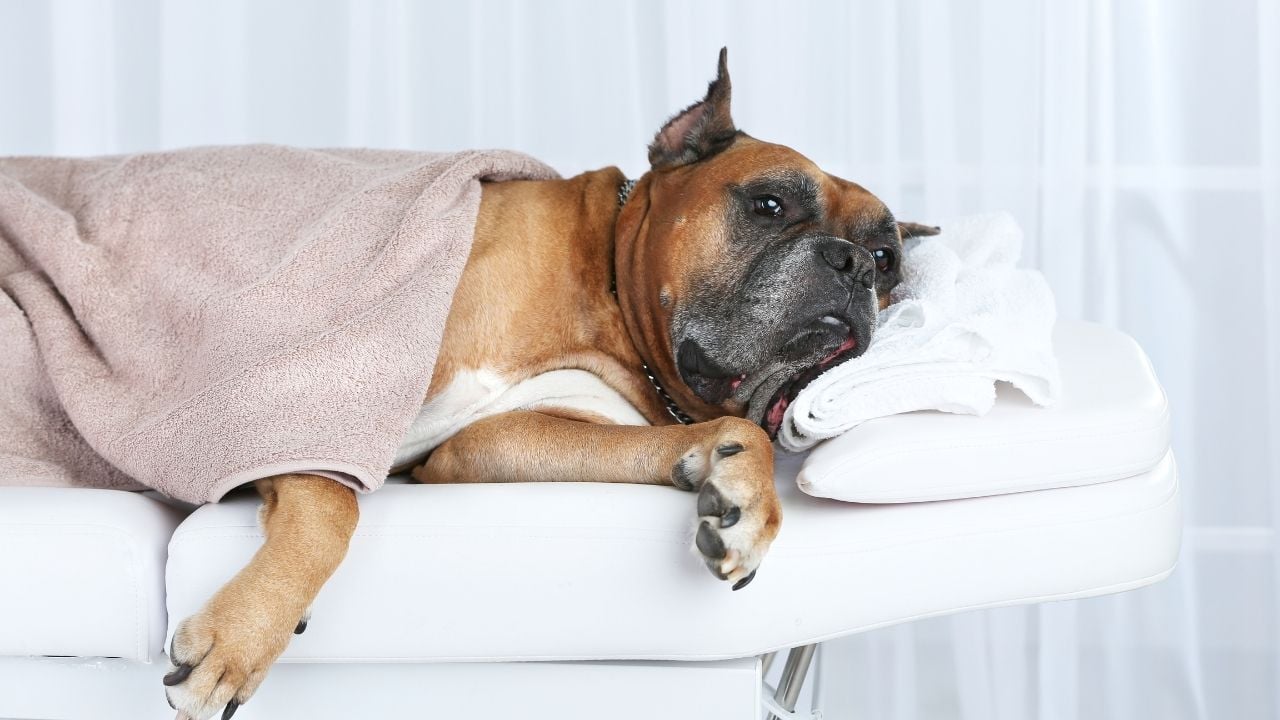 kulakları kesilmiş bir boxer