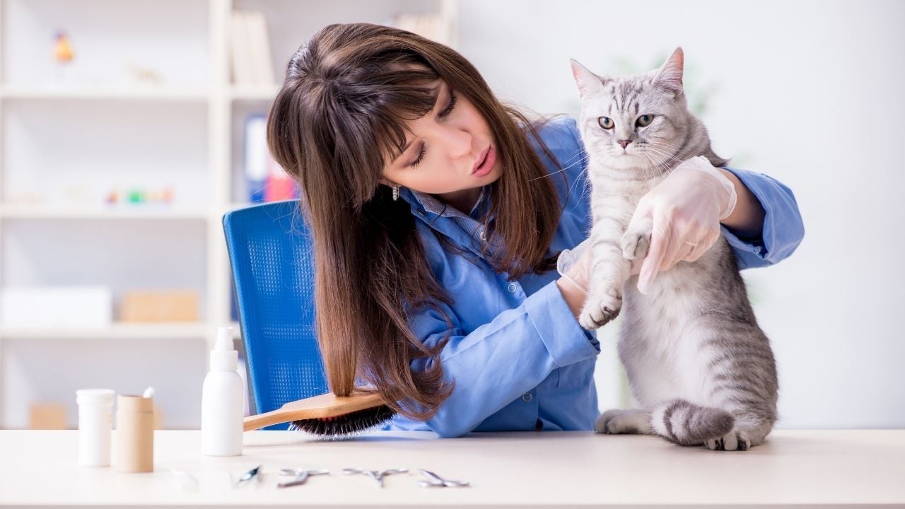 veterinerde bir kedi