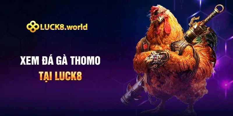 Đá Gà Thomo Là Gì? Giải Mã Thú Vui Gà Chọi Hấp Dẫn
