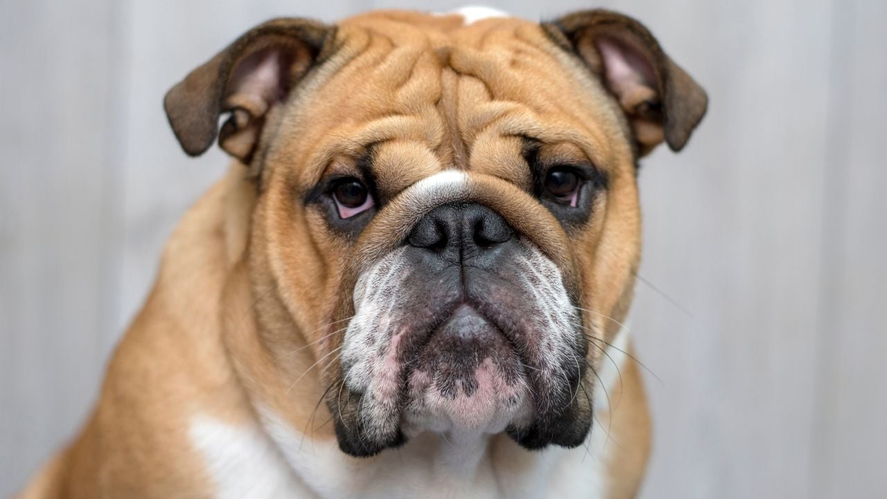 Bulldog (İngiliz)