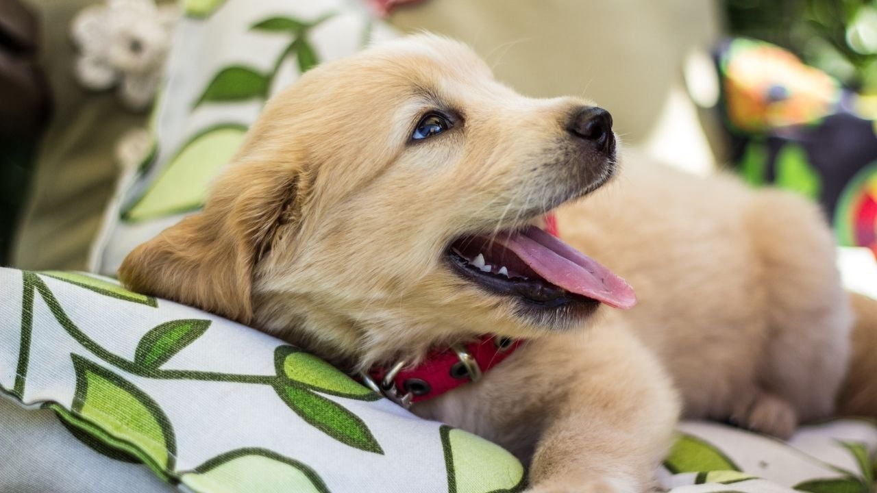 yavru Golden Retriever