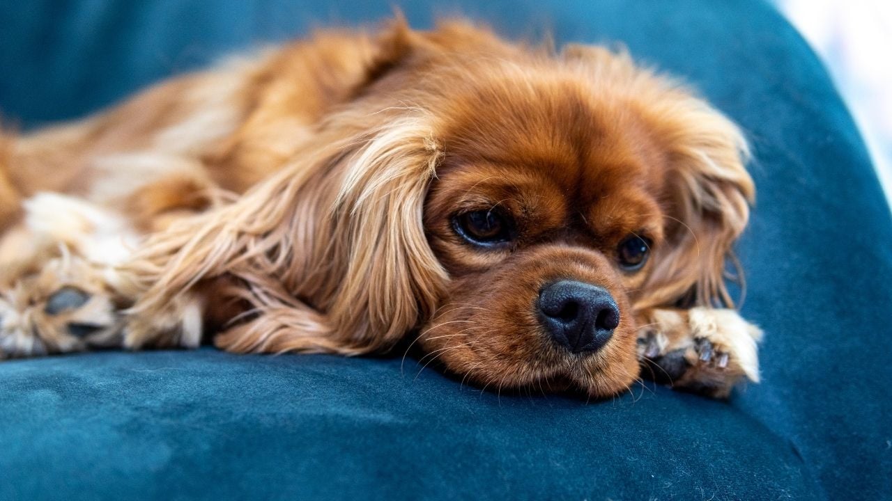 Cavalier King Charles Spaniel