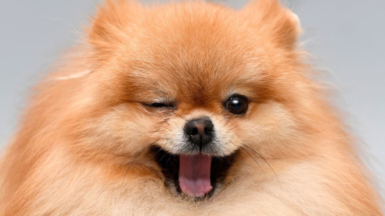 pomerian