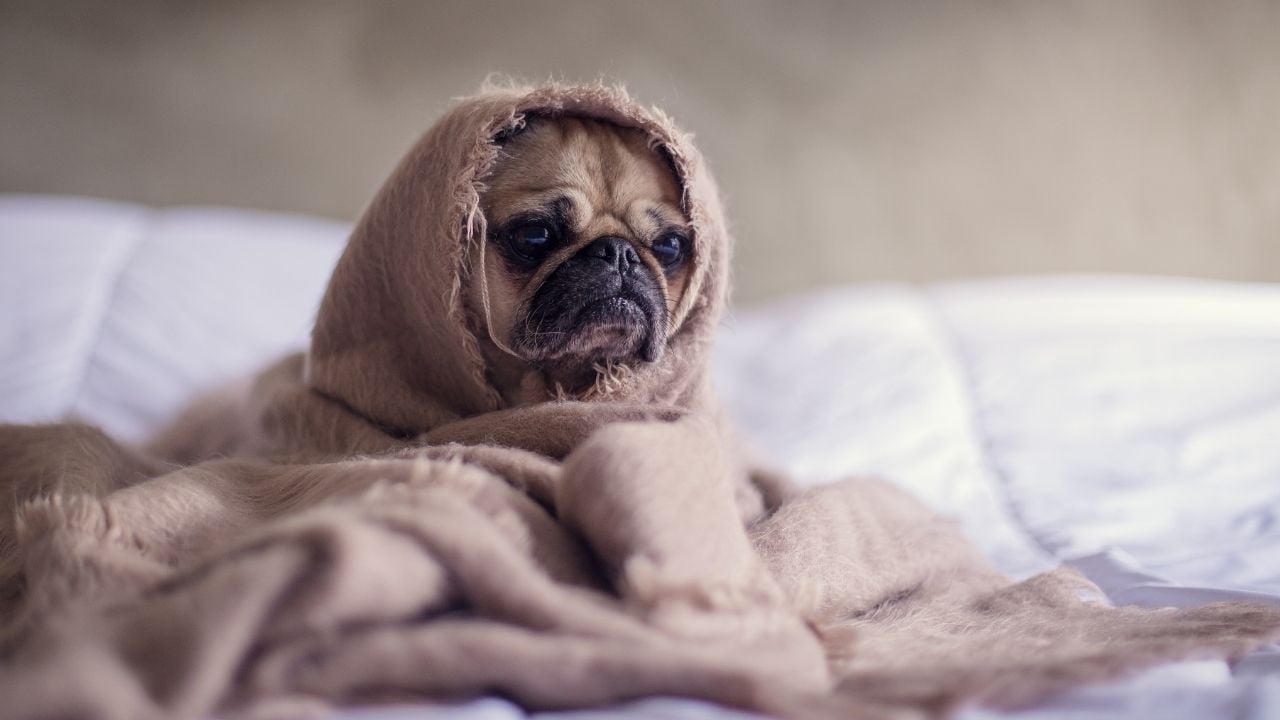 Pug (Mops, Carlin)