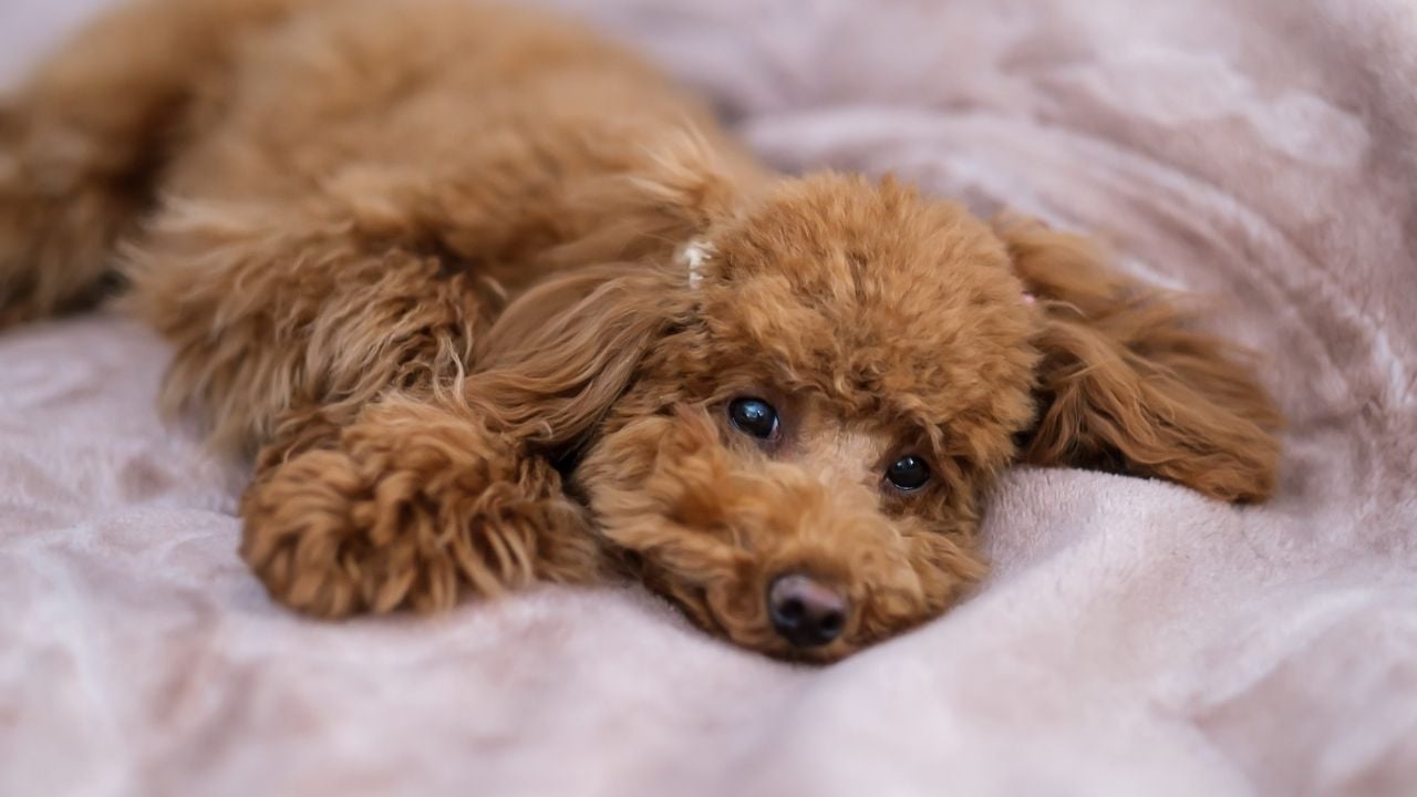 Toy Poodle (Kaniş)