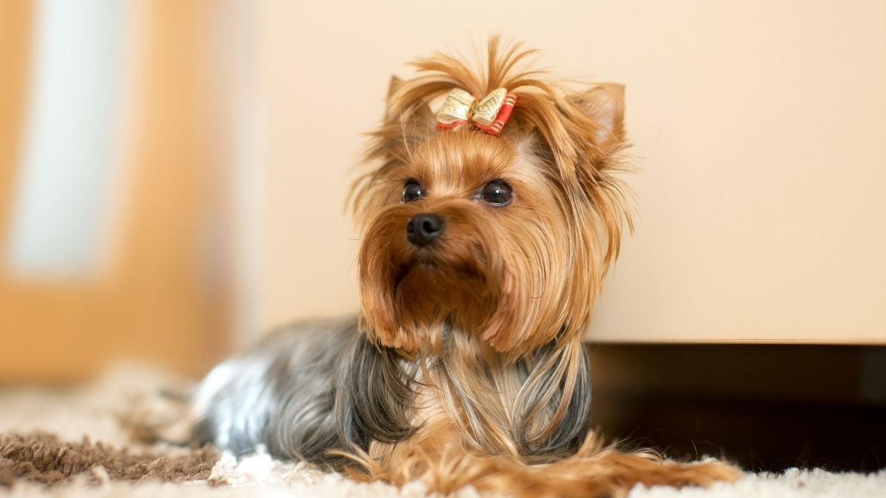 Yorkshire Terrier (Yorkie)