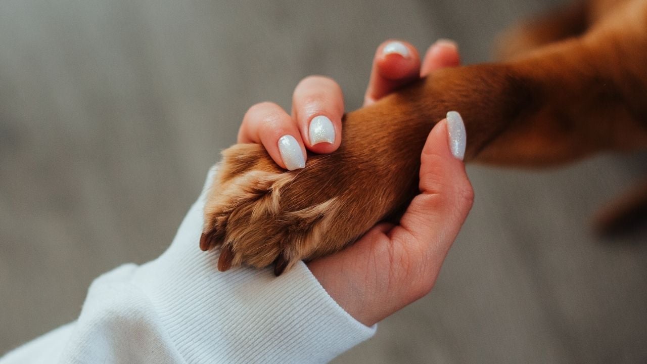 köpek patisi ve el