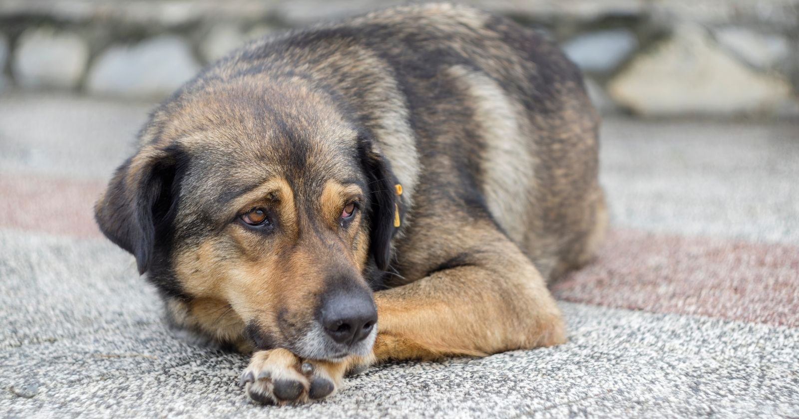 sokak köpeği