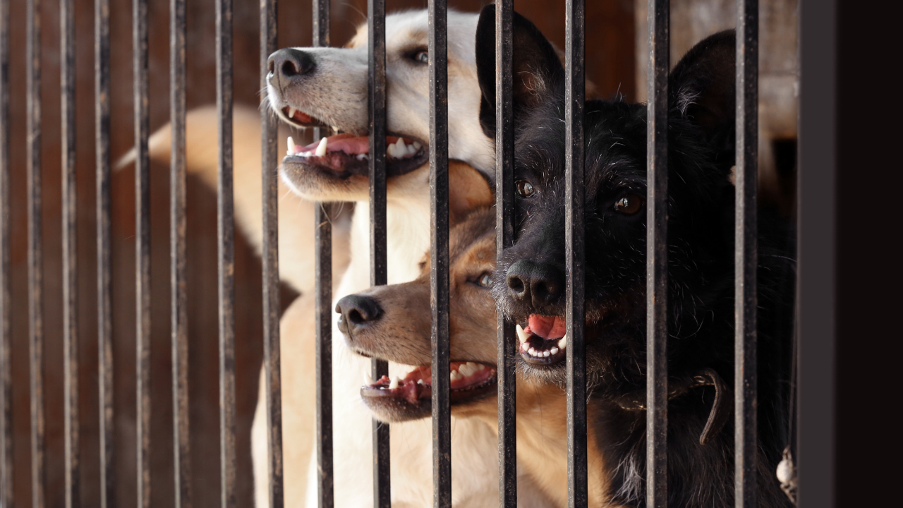 barınakta dışarı bakan 3 köpek