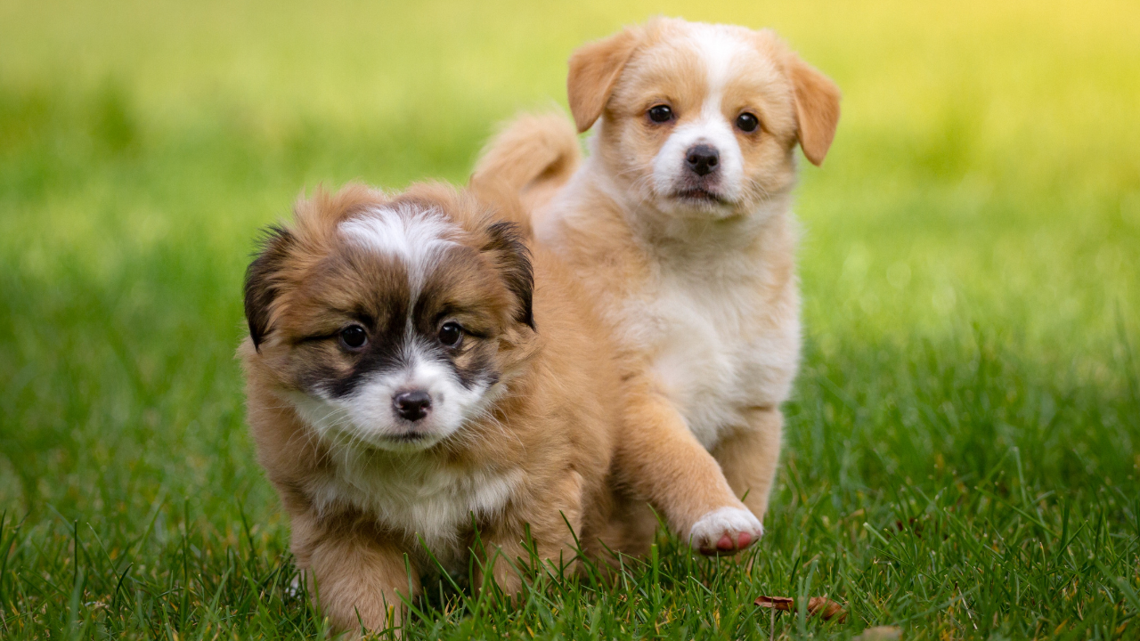 2 sevimli yavru köpek