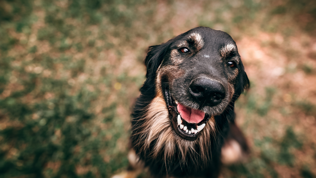 yetişkin bir köpek