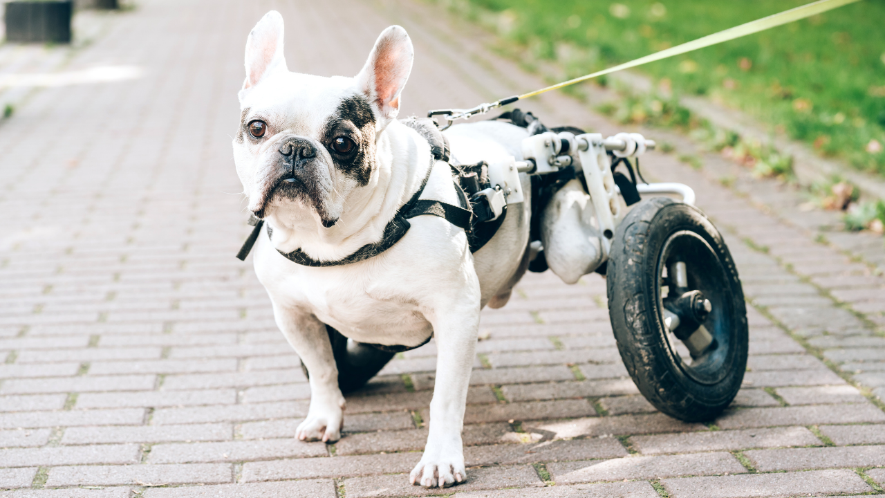engelli bir bulldog köpek