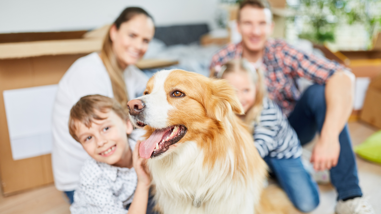 evde ailesiyle mutlu bir köpek