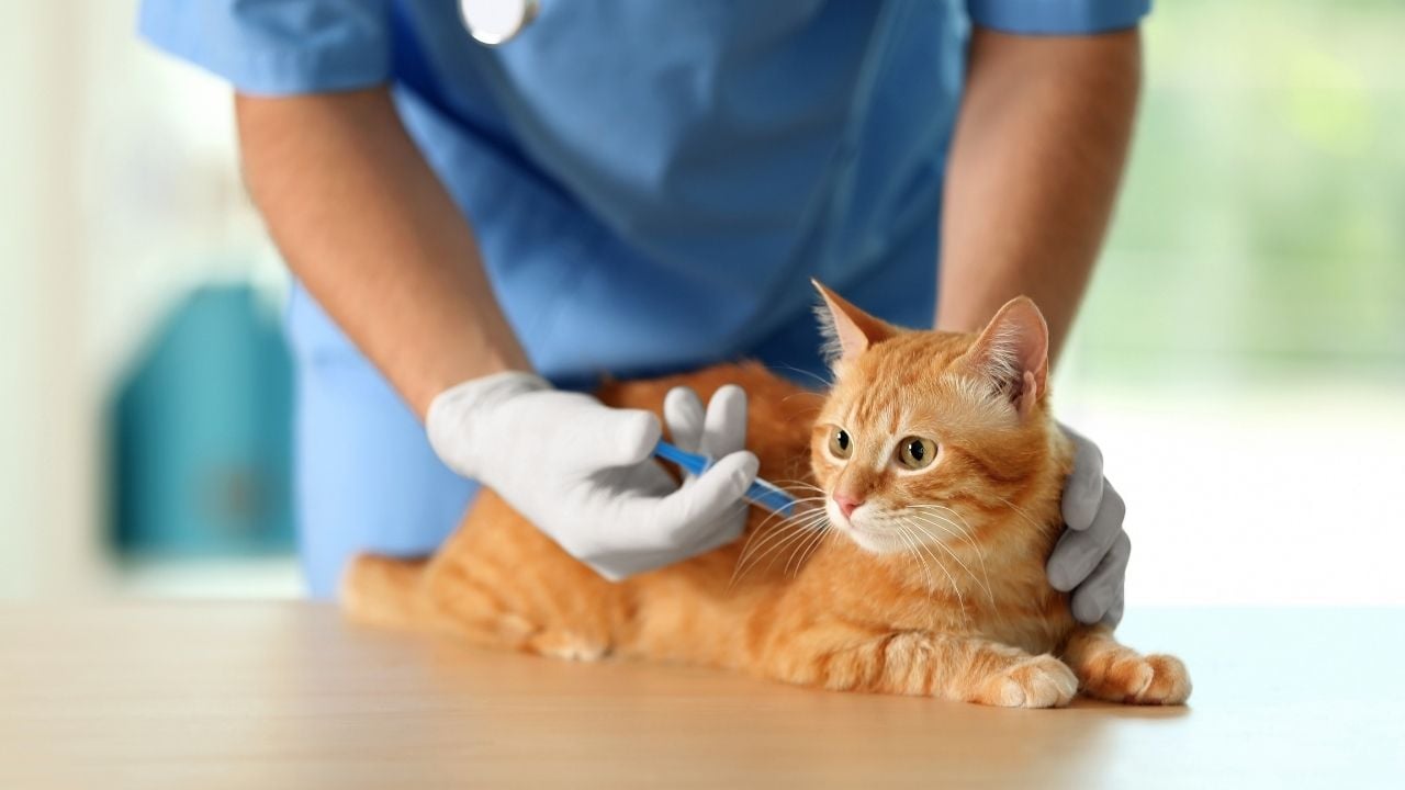 aşı yapılan sarman bir kedi