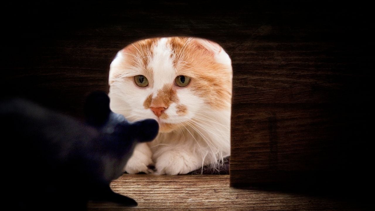 kedi evde fareye bakıyor