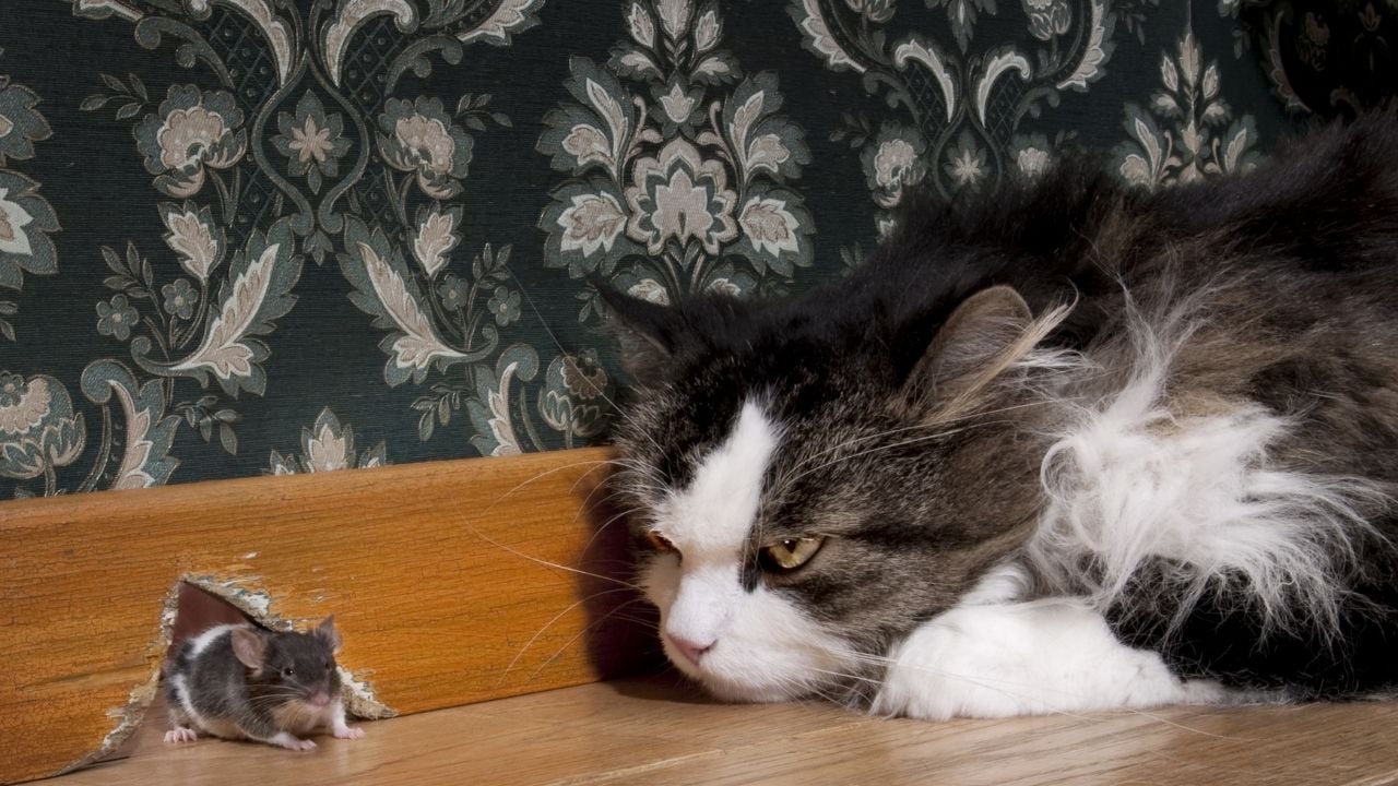 çatlaktan çıkan fare ve ona bakan kedi