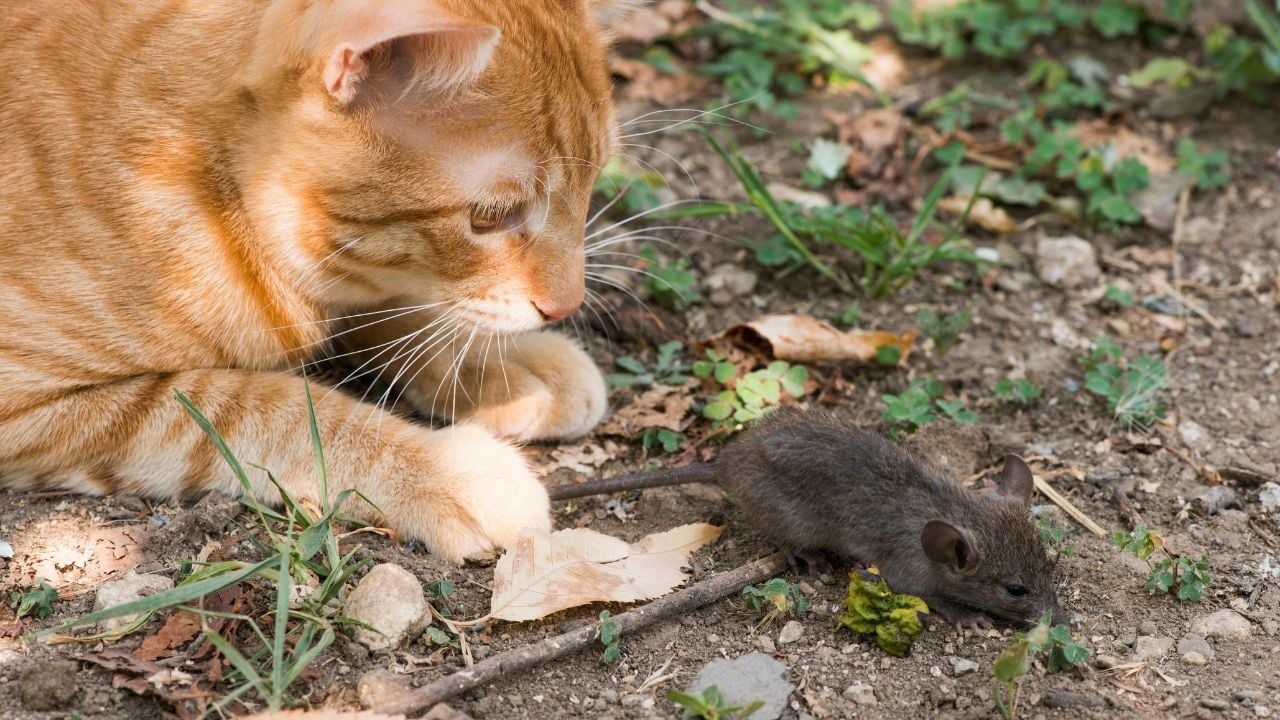 bahçede bir kedi fareye bakıyor