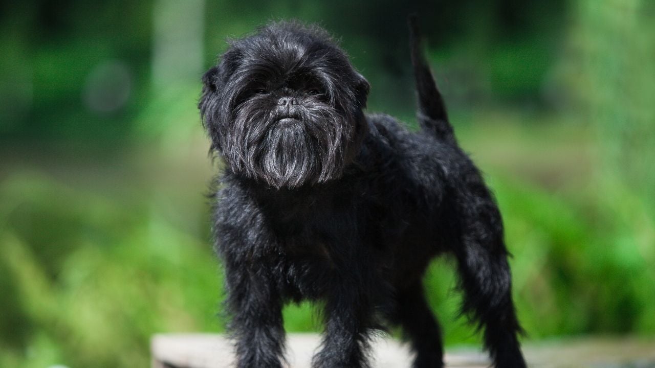 siyah Affenpinscher