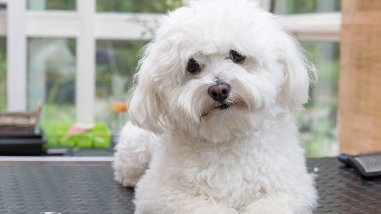 Bolognese köpek