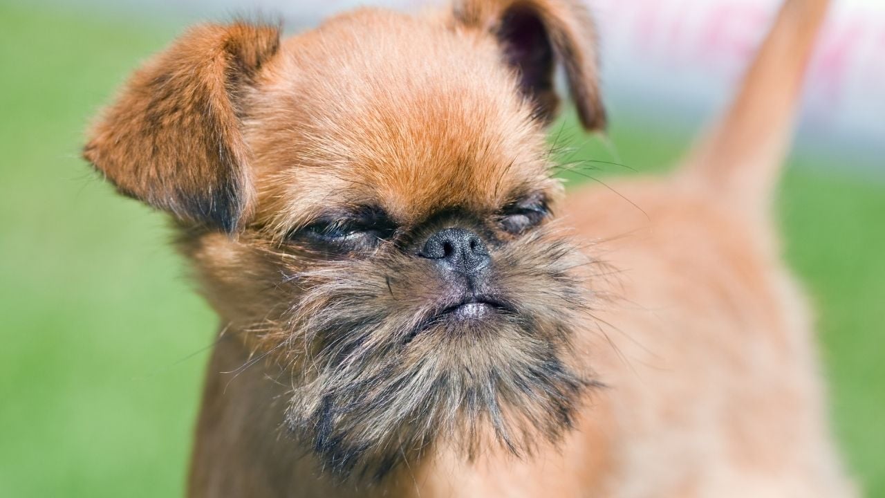 Brüksel Griffonu