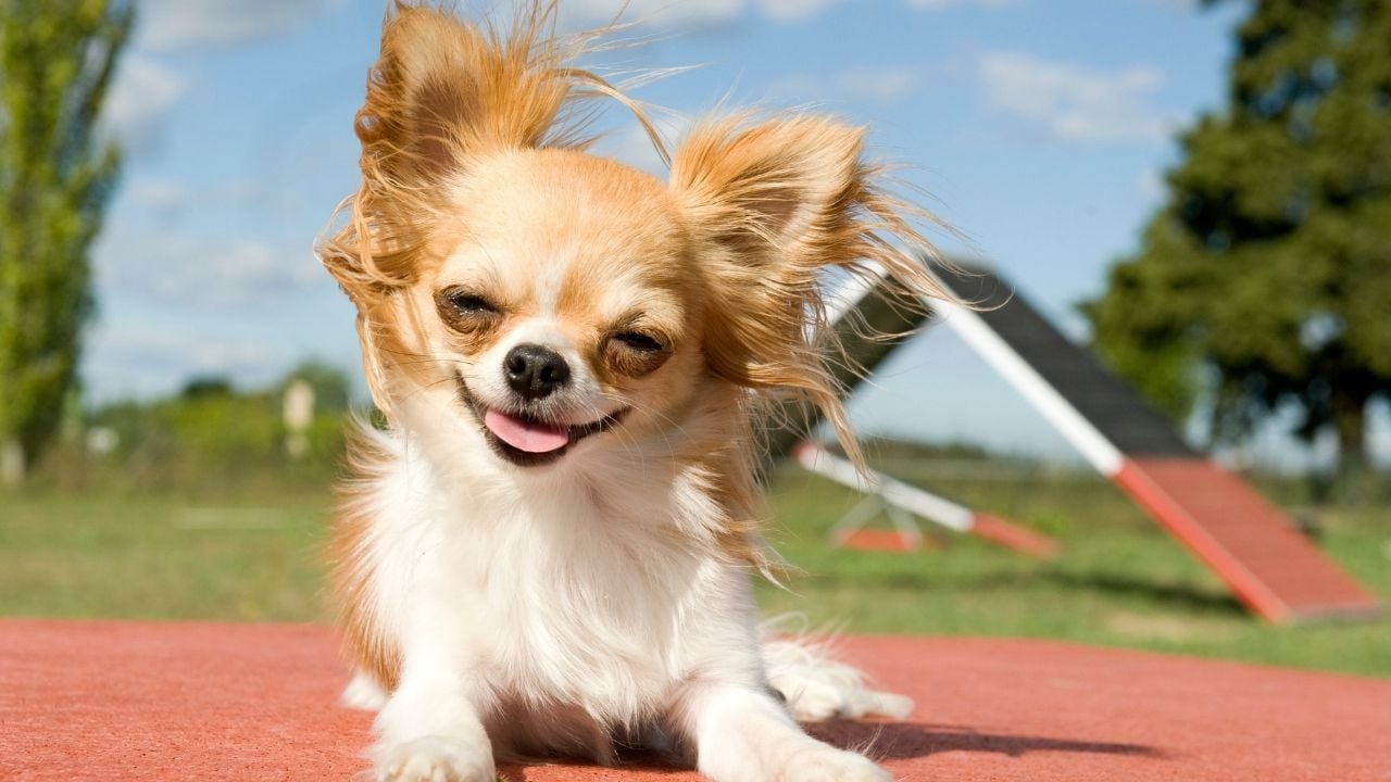 Chihuahua (Şivava)