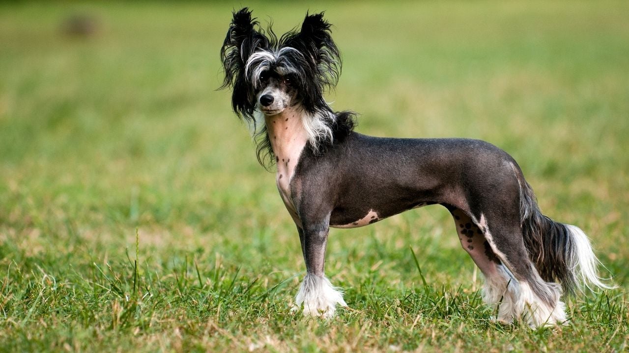 Çin Tepeli Köpeği
