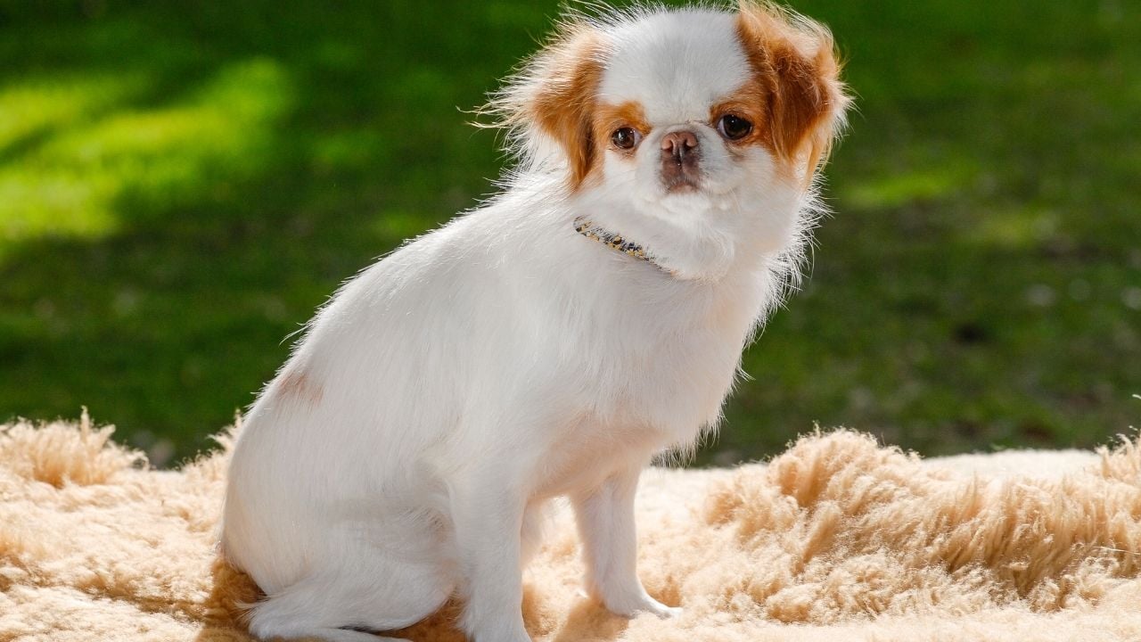 Japon Chin, japon köpeği