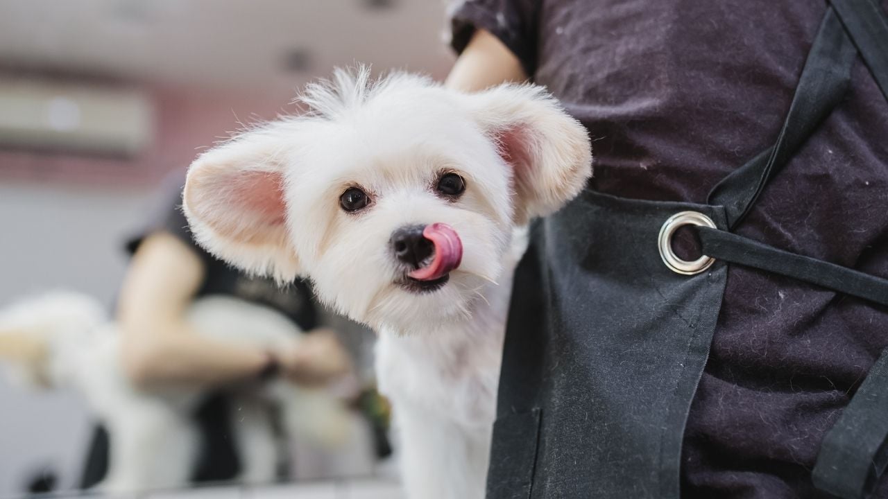 Maltese köpek