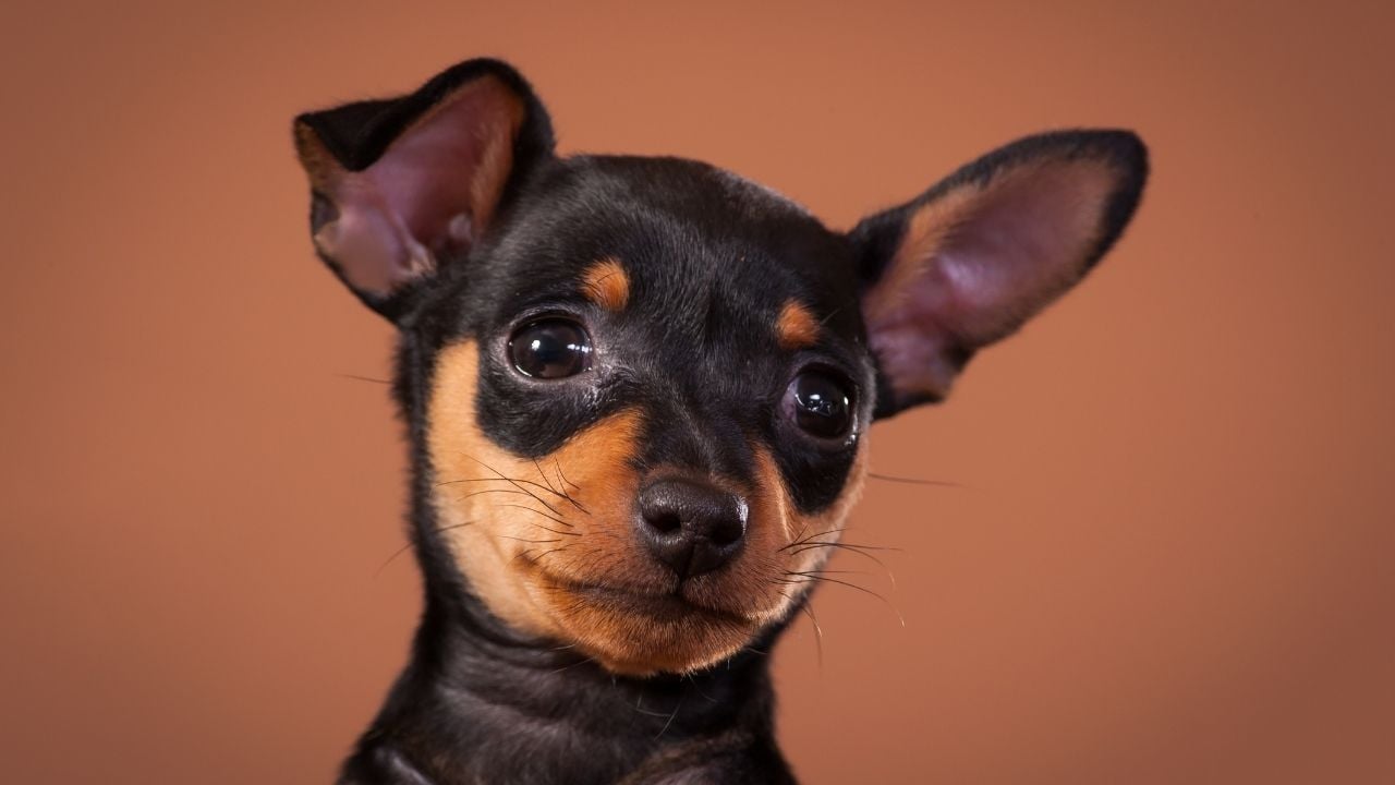 Minyatür Pinscher