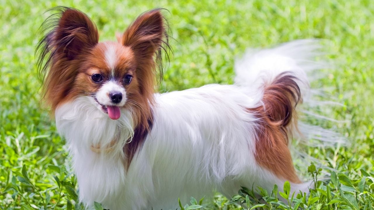 Papillon