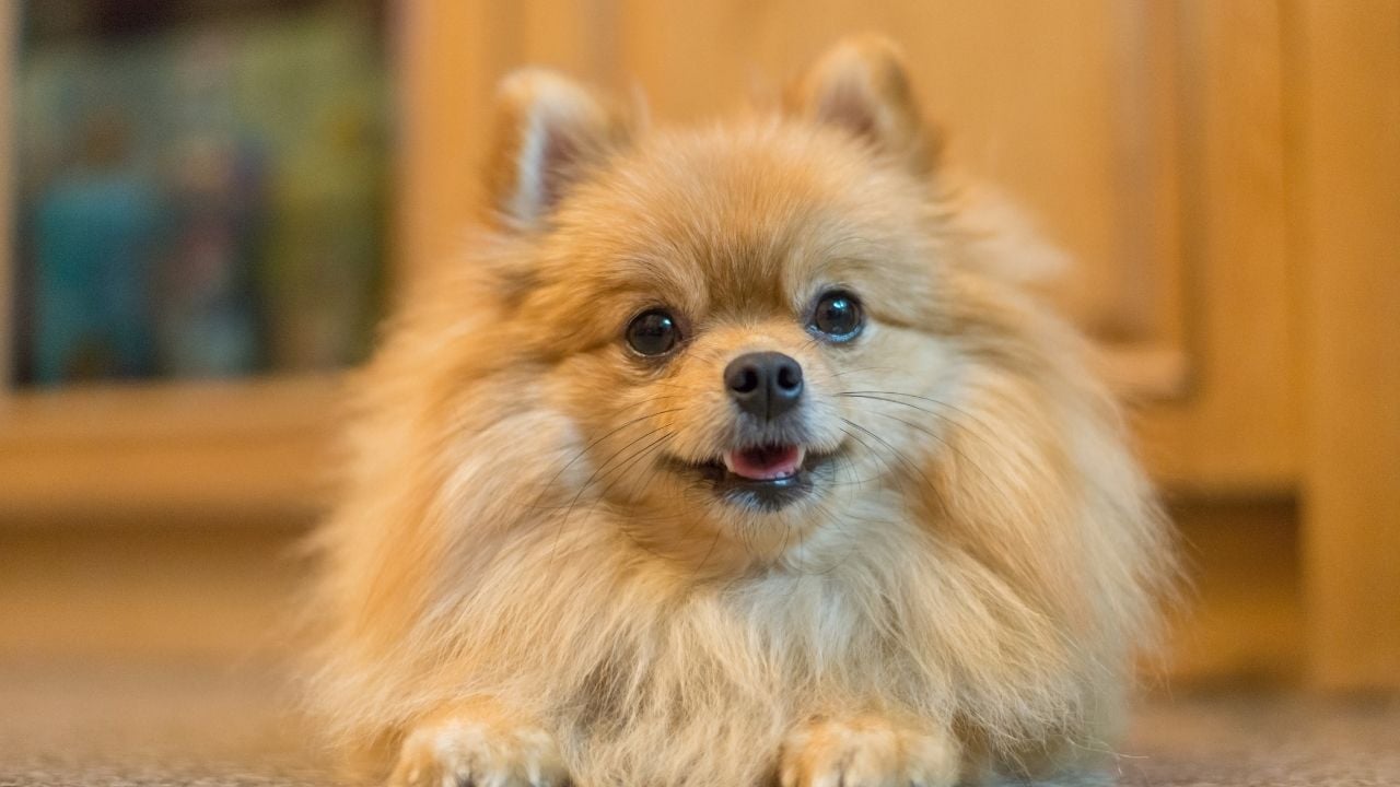 Pomeranian