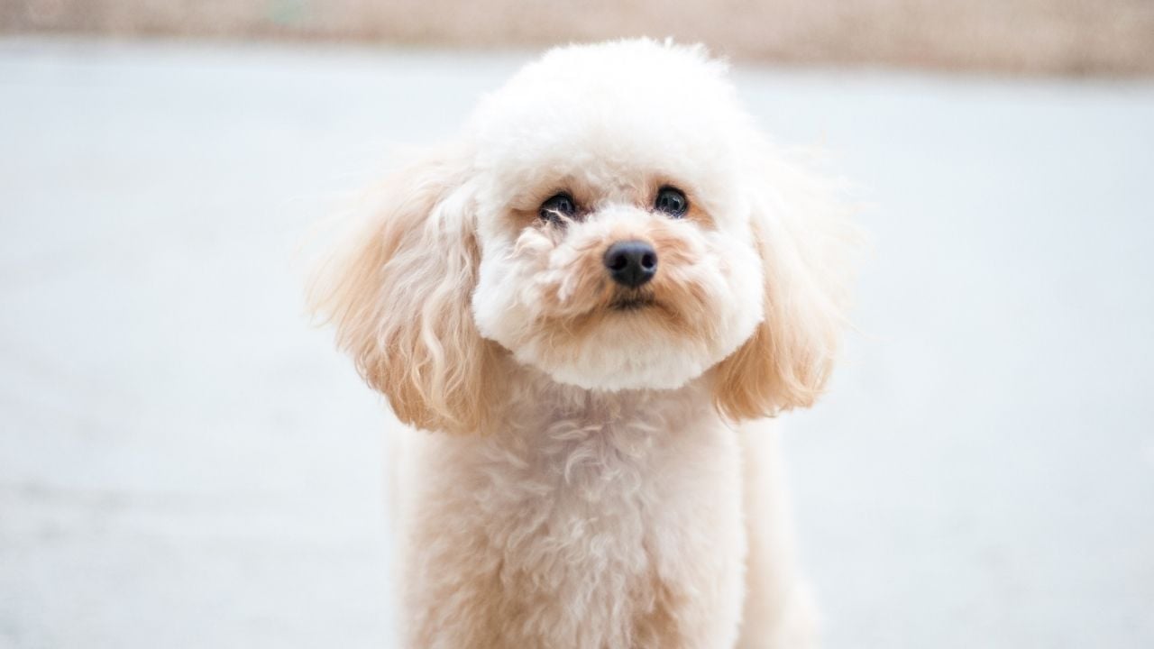 Poodle (Toy)