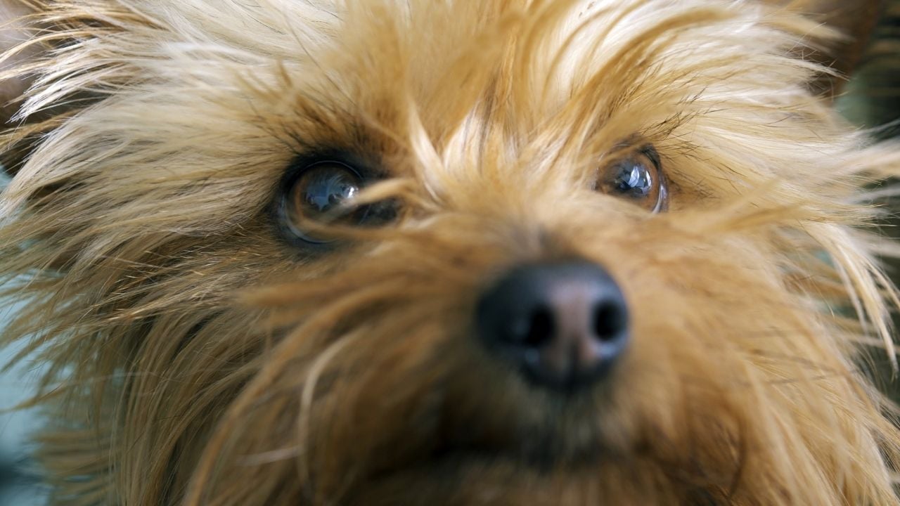 Silky Terrier