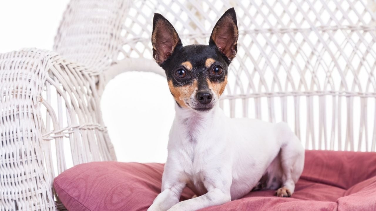 Toy Fox Terrier