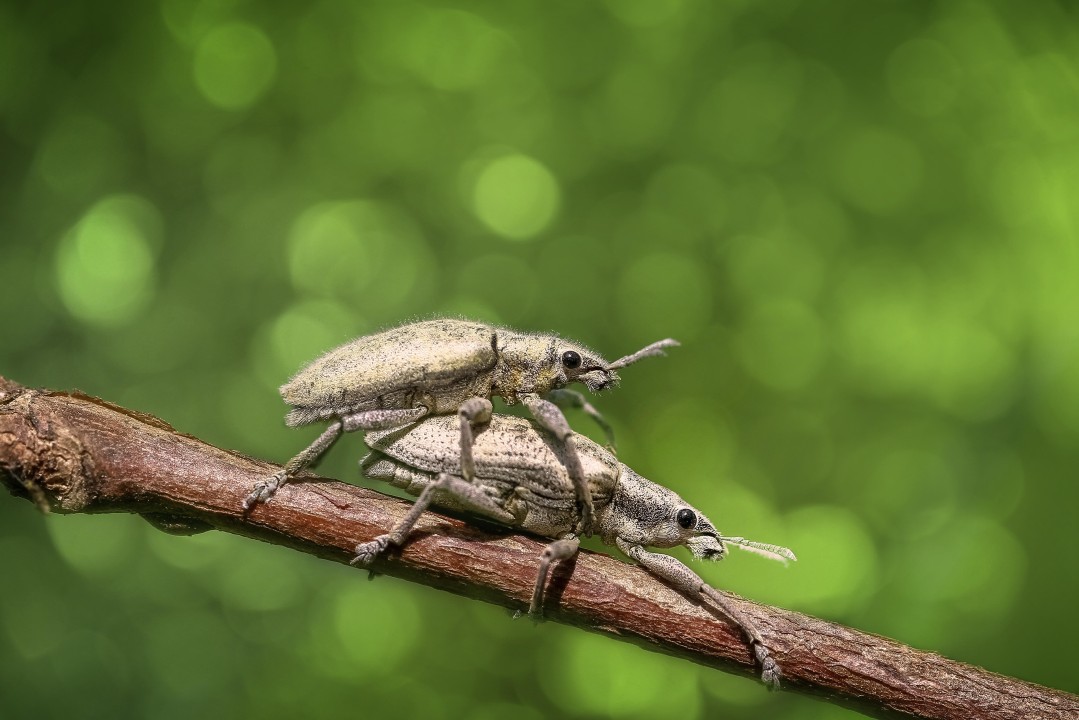 🐛The Decades old Mikrotik Bug that is Killing your VPNs softly🦟