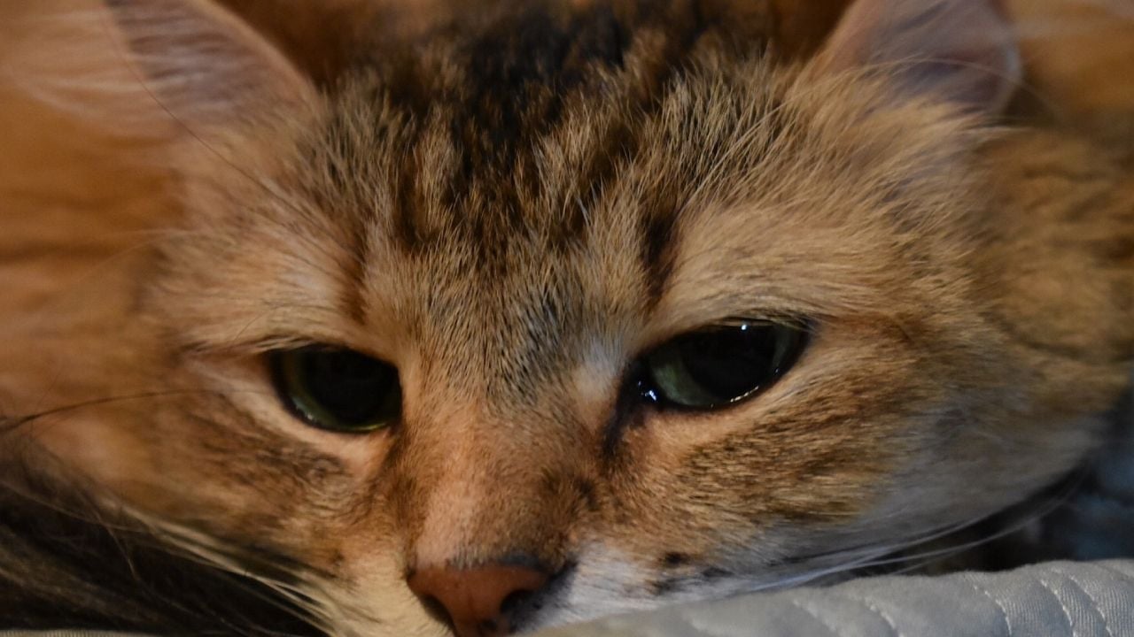 ağlayan bir kedi, tekir cinsi