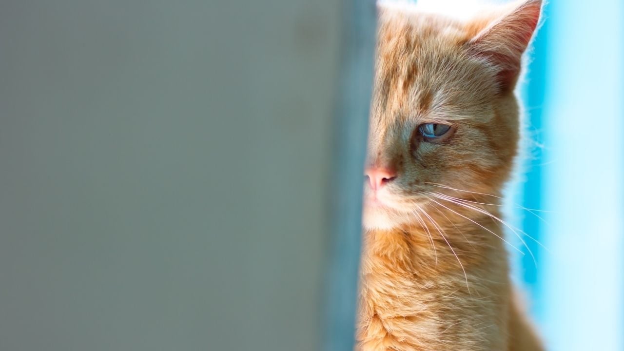 ağlama sesi çıkaran üzgün görünen bir kedi