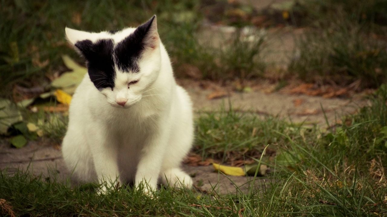 üzgün üzgün duran siyah beyaz bir kedi