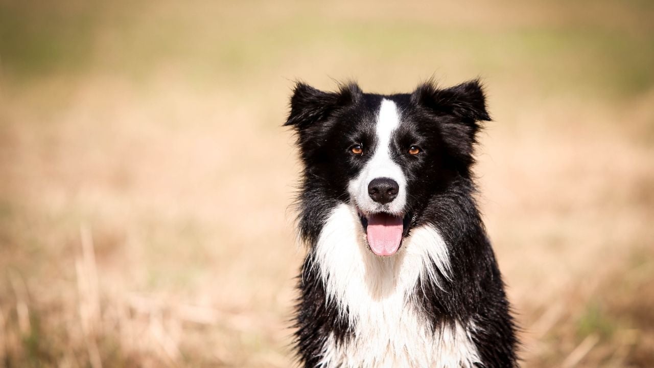gülen Border Collie