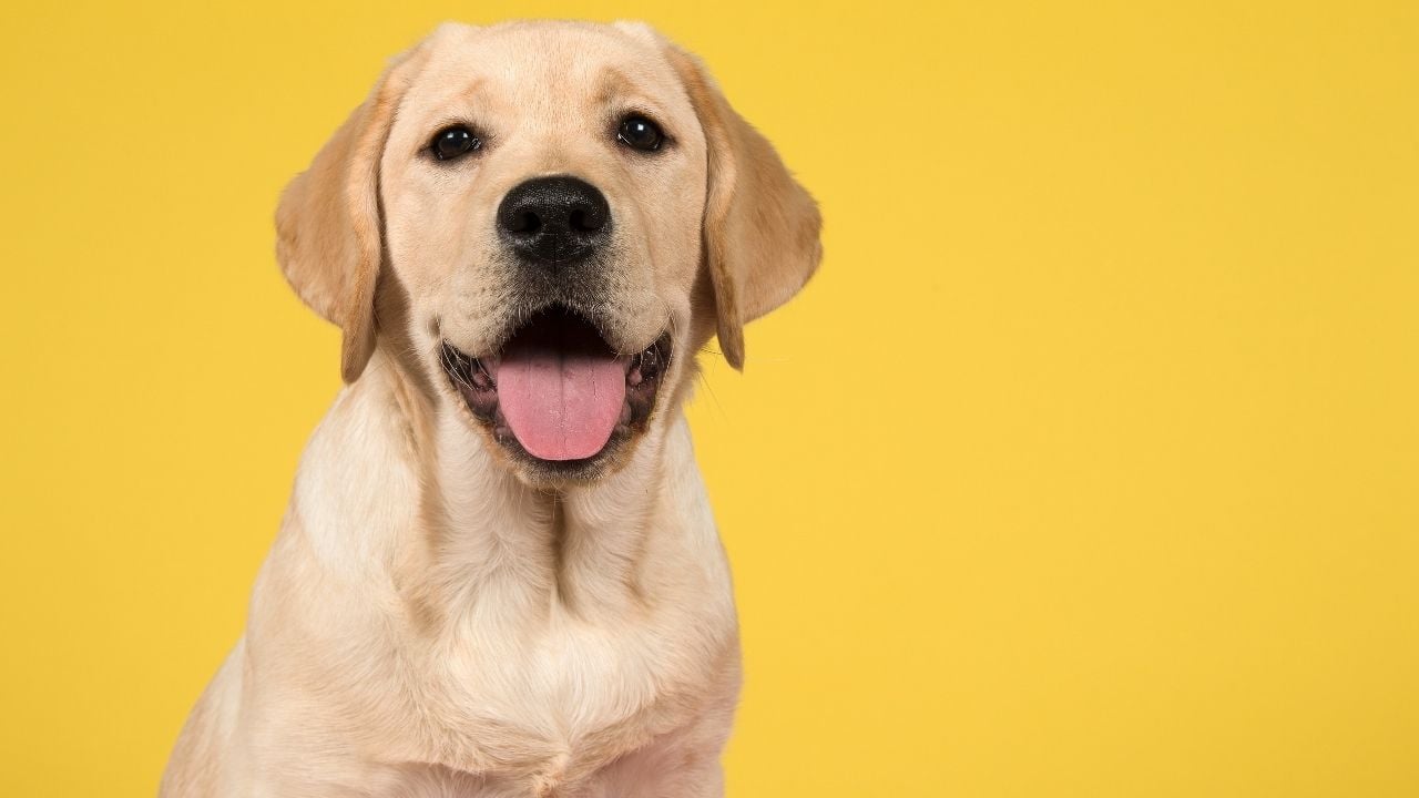 mutlu bir Labrador Retriever