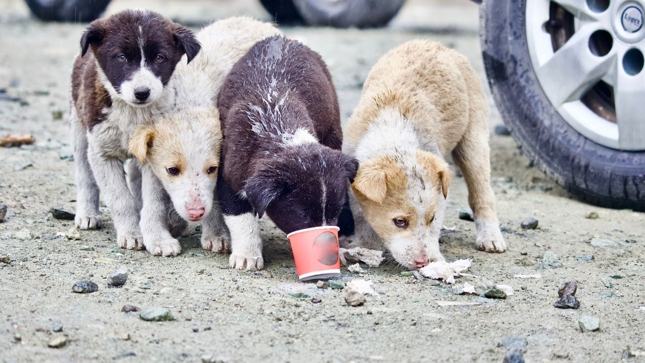 zor koşullardaki sokak köpekleri