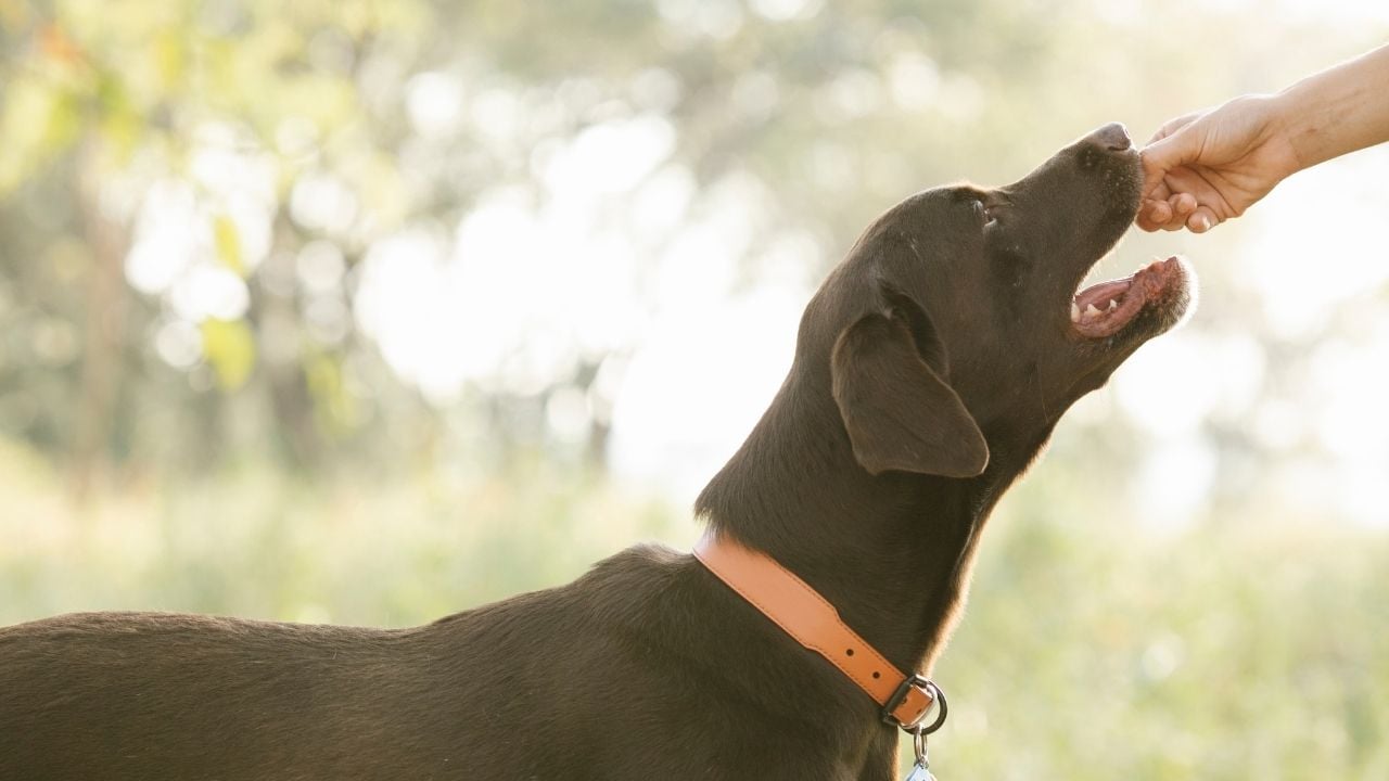 sahibi tarafından beslenen bir köpek