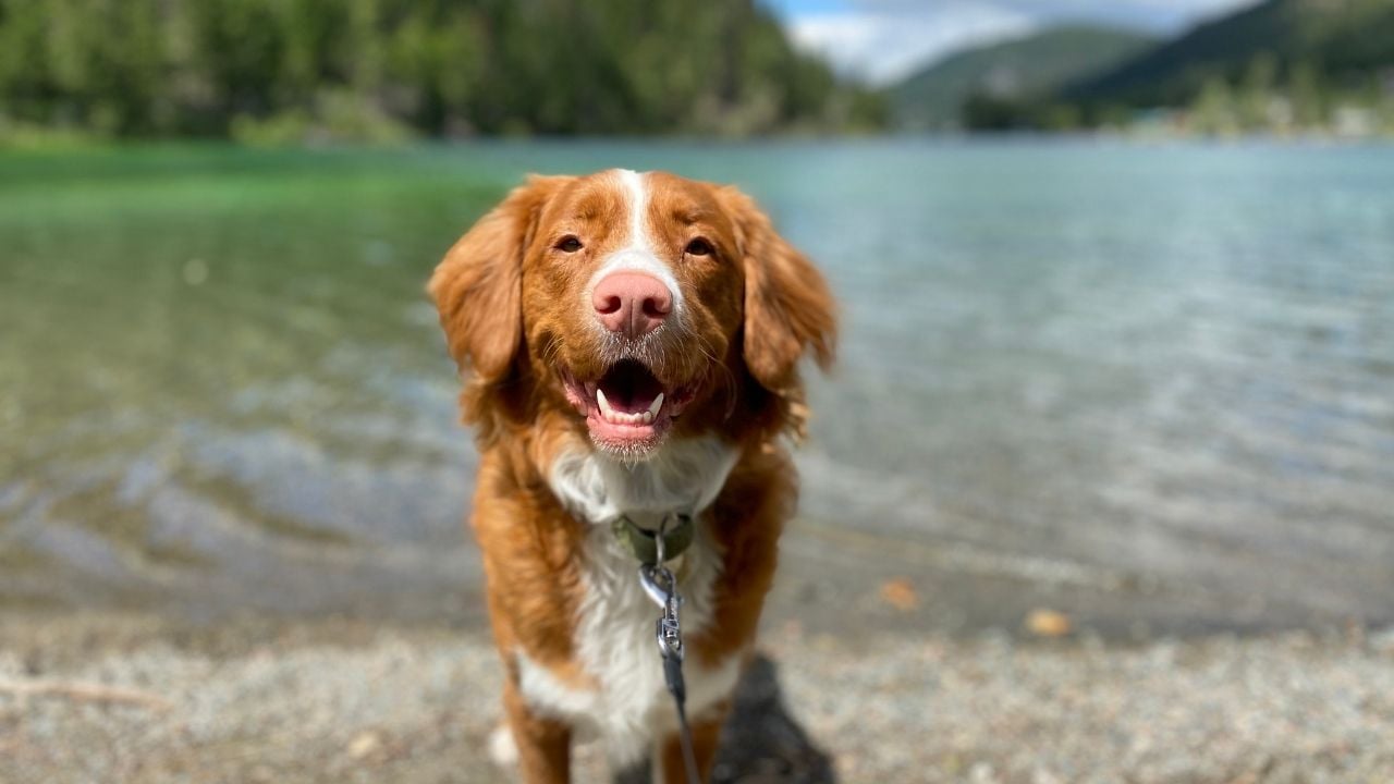 mutlu bir köpek